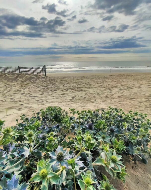 La plage de fort-Mahon-Plage