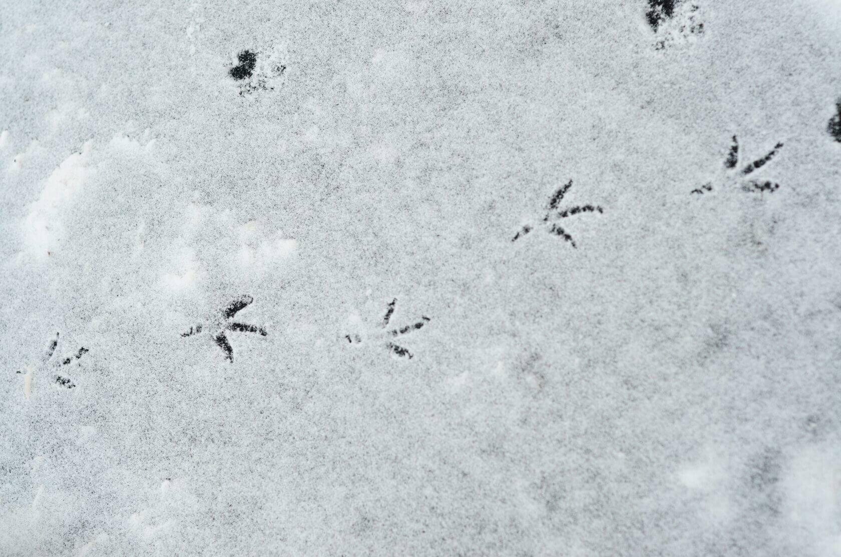 Jeux nature en hiver : comment sensibiliser les enfants en s’amusant ?