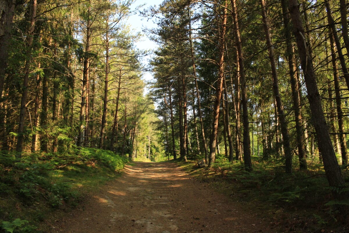 Bois de pins sylvestres