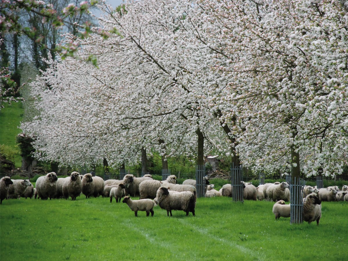 Vergers en fleurs ©Domaine Duclos Fougeray